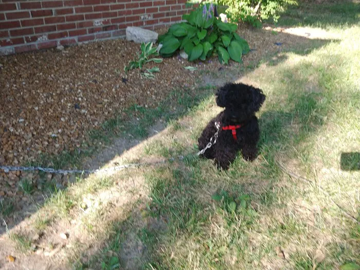 Forum Animal Hospital Picture 1