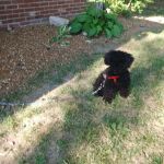 Forum Animal Hospital