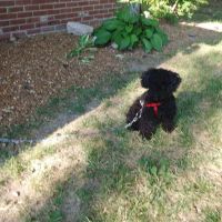 Forum Animal Hospital ico