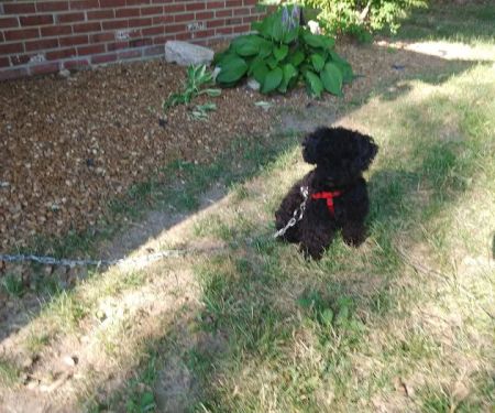 Forum Animal Hospital