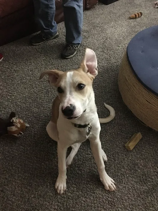 Forum Animal Hospital Picture 5