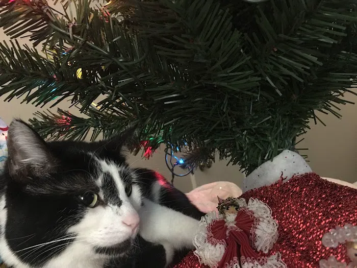 Forum Animal Hospital Picture 4