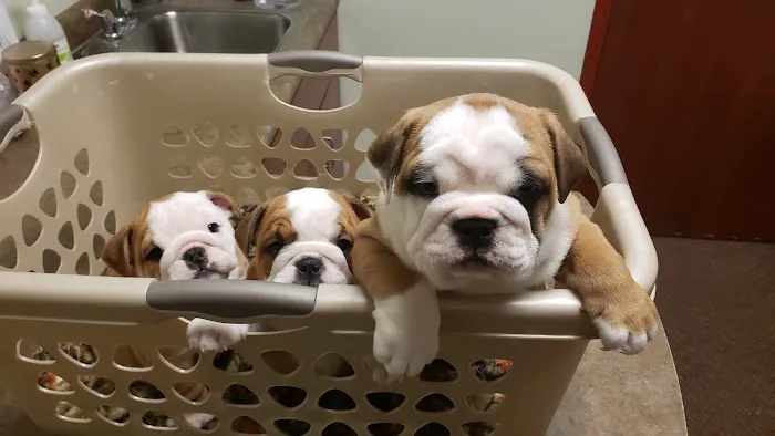 Forum Animal Hospital Picture 8