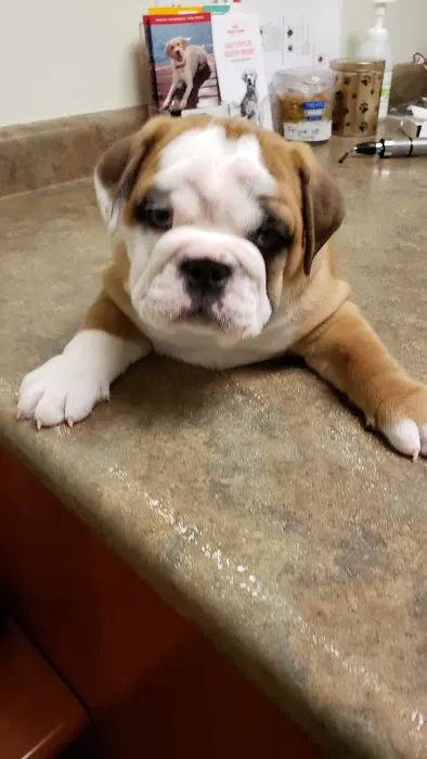 Forum Animal Hospital Picture 9