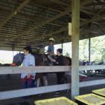 Equine Medical Services