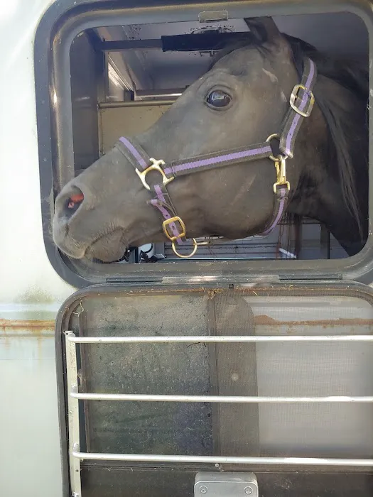 Equine Medical Services Picture 2