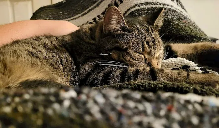 Summit Veterinary Services Picture 2