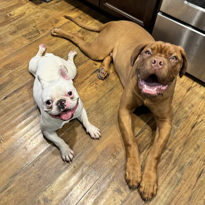 Summit Veterinary Services Picture 4