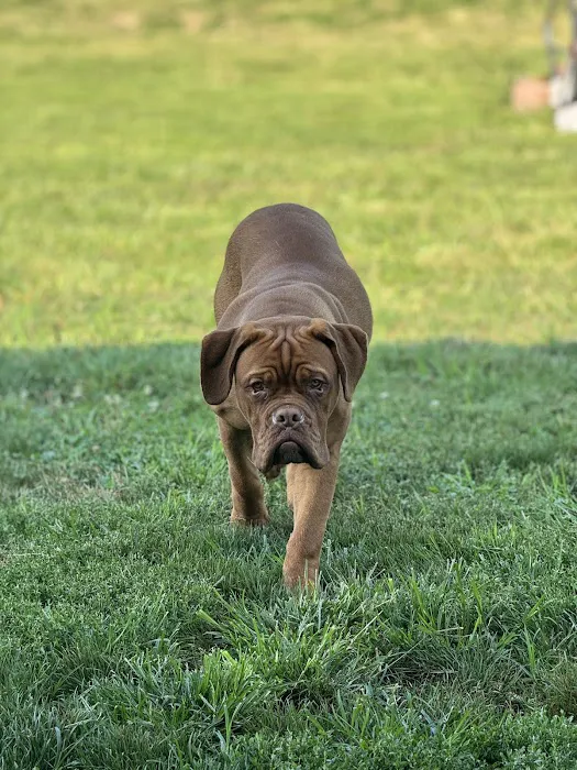 Summit Veterinary Services Picture 3