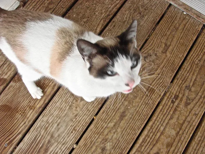 Summit Veterinary Services Picture 5