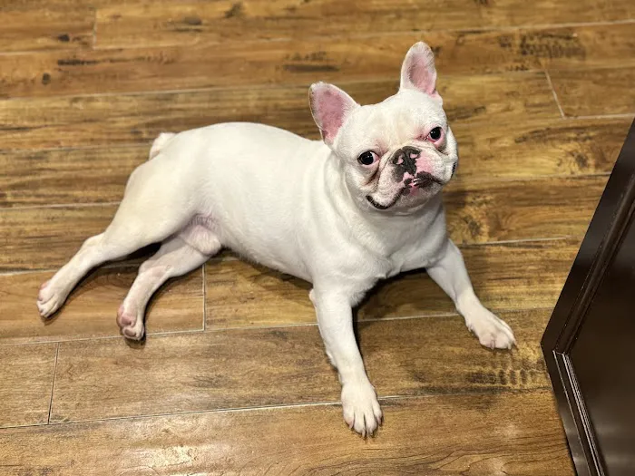 Summit Veterinary Services Picture 6