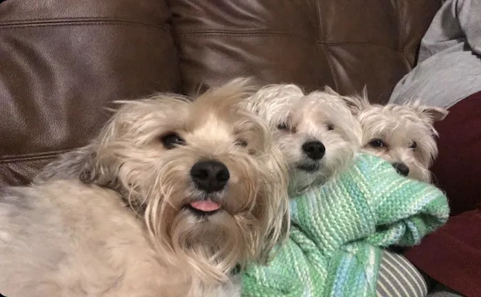 Summit Veterinary Services Picture 8