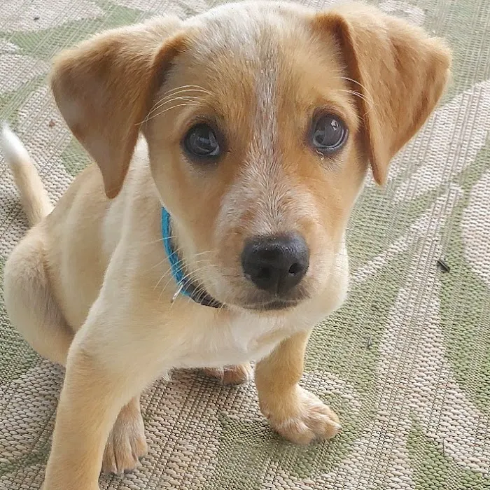 Summit Veterinary Services Picture 9