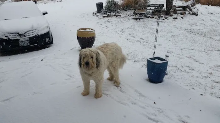 Summit Veterinary Services Picture 10