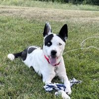 Trailside Animal Hospital ico