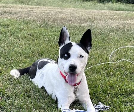 Trailside Animal Hospital