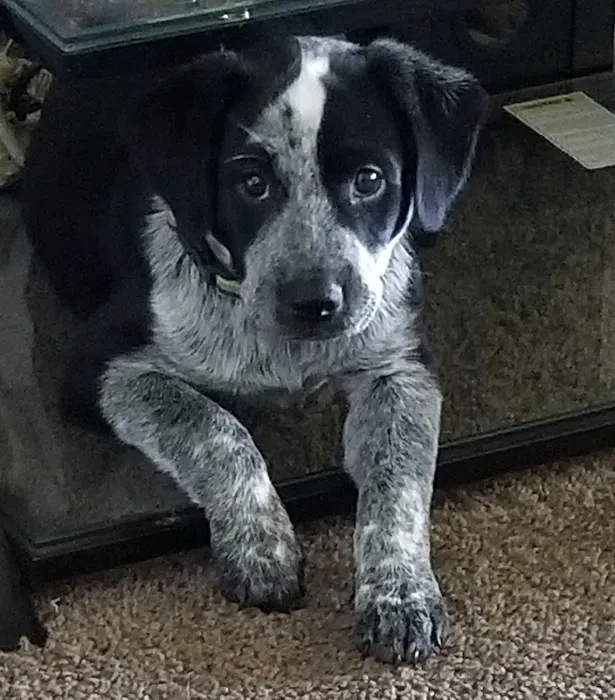 Trailside Animal Hospital Picture 6