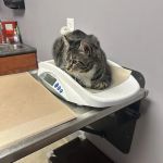 Rock Bridge Animal Hospital