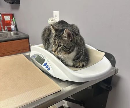 Rock Bridge Animal Hospital