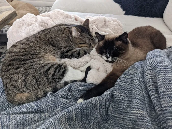 Rock Bridge Animal Hospital Picture 6