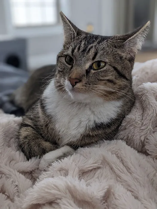 Rock Bridge Animal Hospital Picture 4