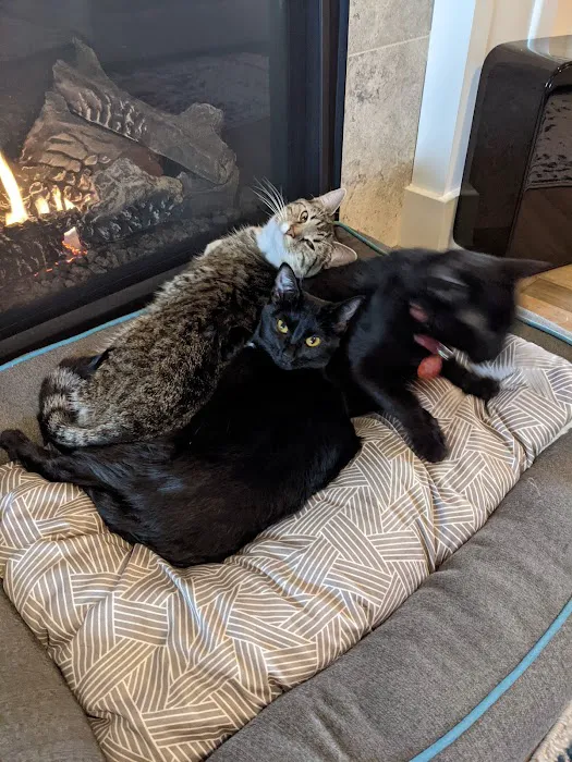 Rock Bridge Animal Hospital Picture 5