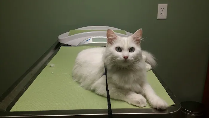 Rock Bridge Animal Hospital Picture 10