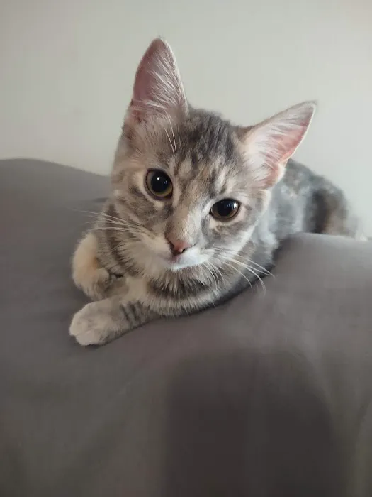 Rock Bridge Animal Hospital Picture 7