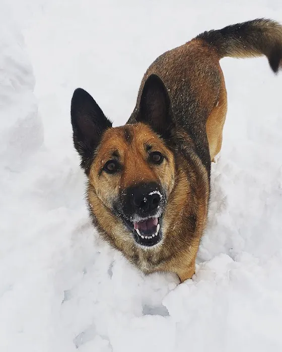Rock Bridge Animal Hospital Picture 9