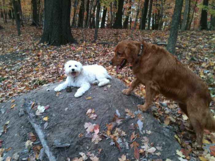 Peach Tree Animal Hospital Picture 3