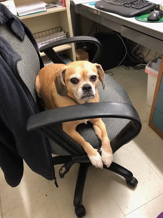 Peach Tree Animal Hospital Picture 4