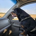 Peach Tree Animal Hospital