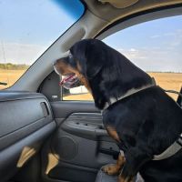 Peach Tree Animal Hospital ico