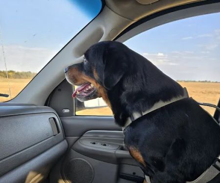 Peach Tree Animal Hospital