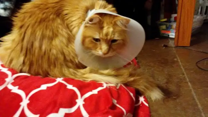 Peach Tree Animal Hospital Picture 8