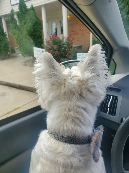 Peach Tree Animal Hospital Picture 7