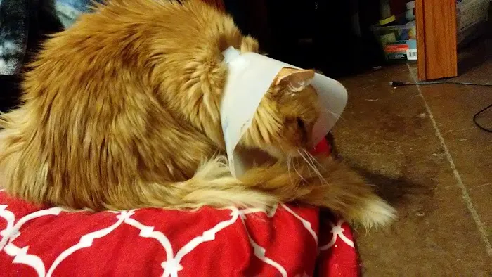 Peach Tree Animal Hospital Picture 5