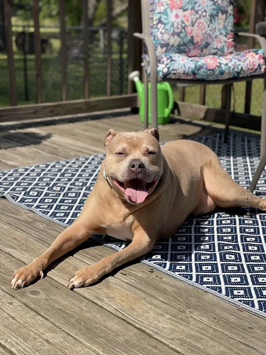 The Pet Care Center of Jackson south Picture 2