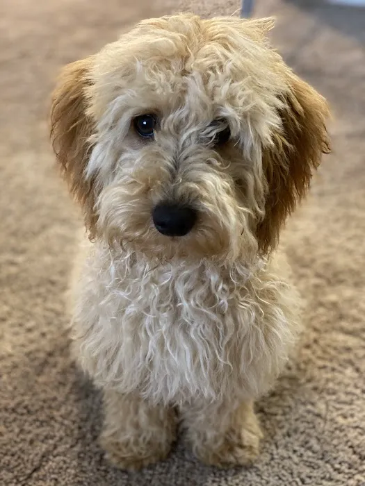 The Pet Care Center of Jackson south Picture 1