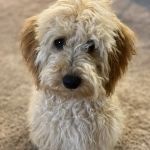 The Pet Care Center of Jackson south