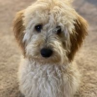 The Pet Care Center of Jackson south ico