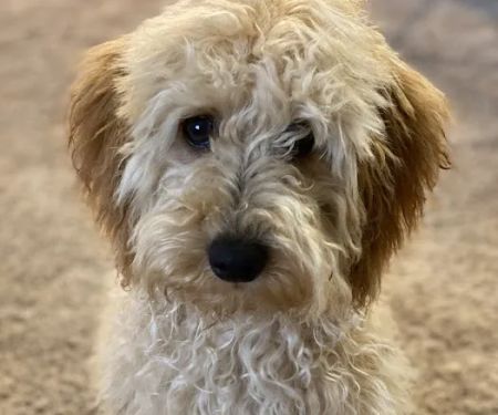 The Pet Care Center of Jackson south