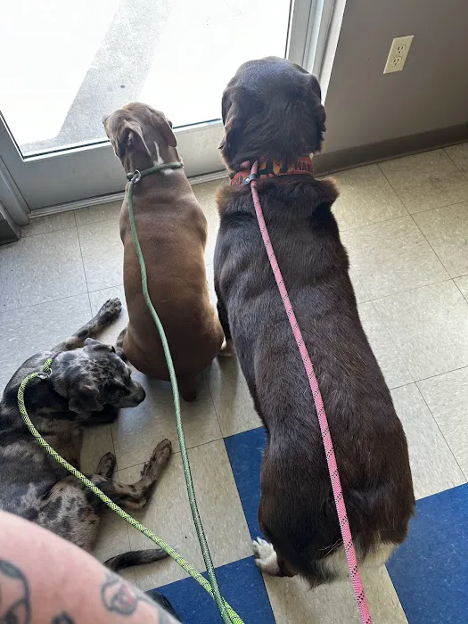 The Pet Care Center of Jackson south Picture 5