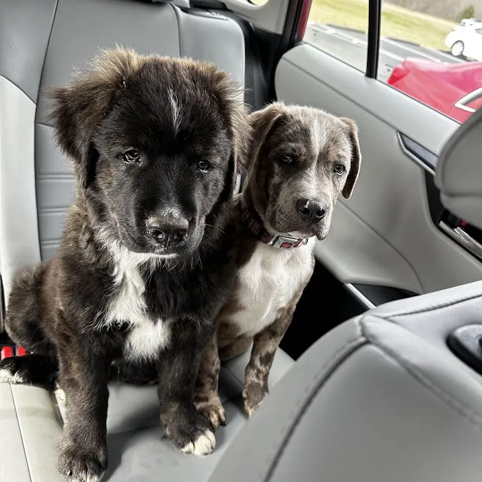 The Pet Care Center of Jackson south Picture 6