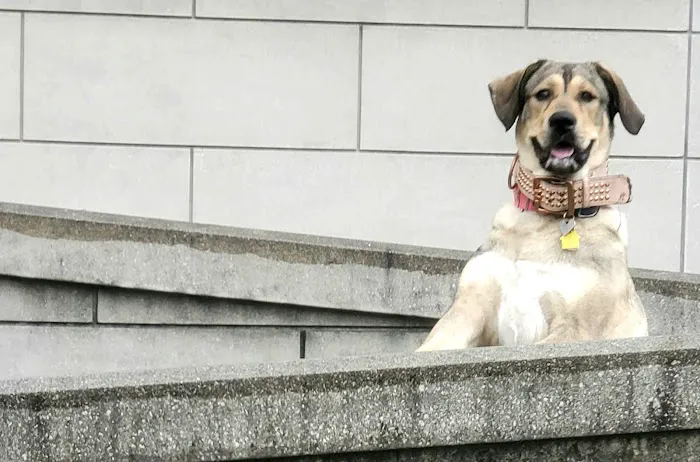 The Pet Care Center of Jackson south Picture 9