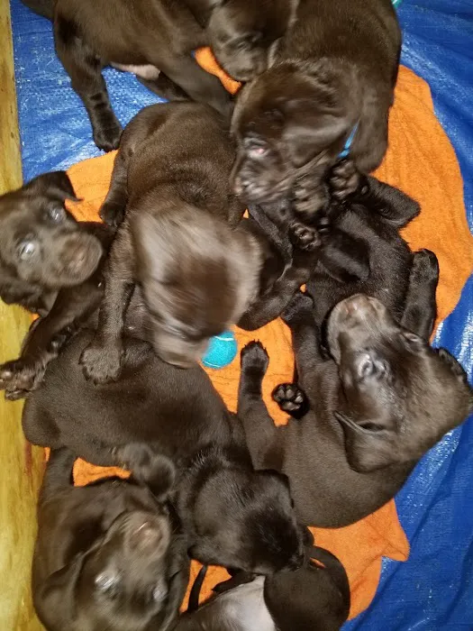 The Pet Care Center of Jackson south Picture 7