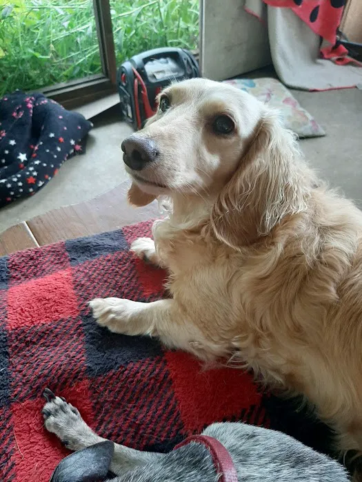 The Pet Care Center of Jackson south Picture 8