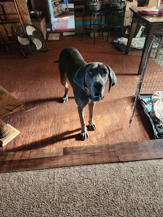 Creech David DVM Picture 1