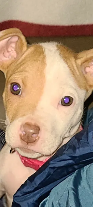 Gerald Dobesh Picture 10