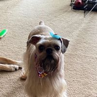 Rockbrook Animal Clinic ico